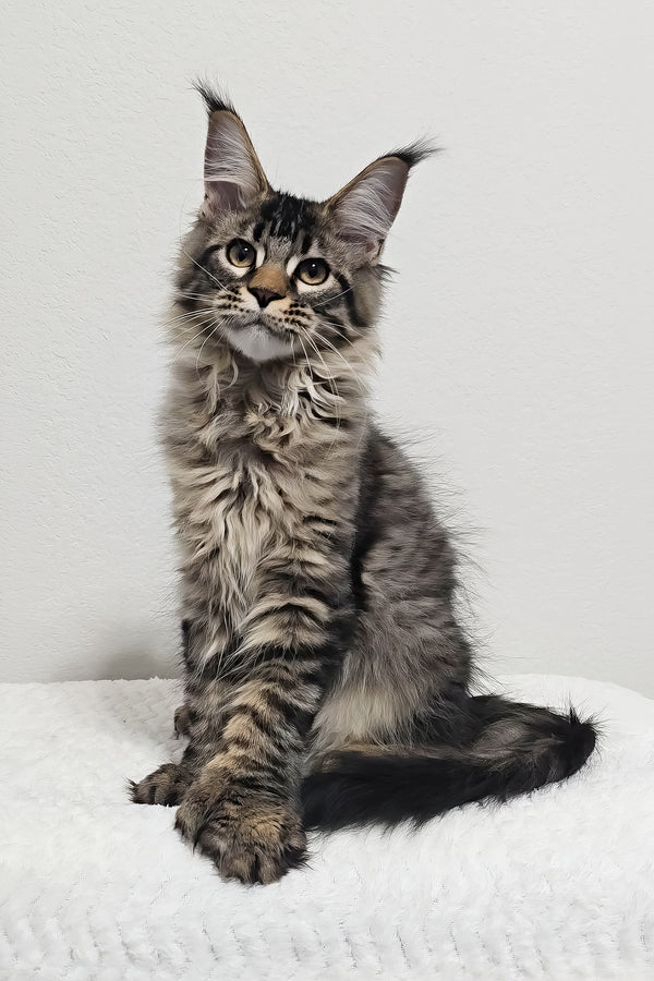 Barney | Polydactyl Maine Coon Kitten