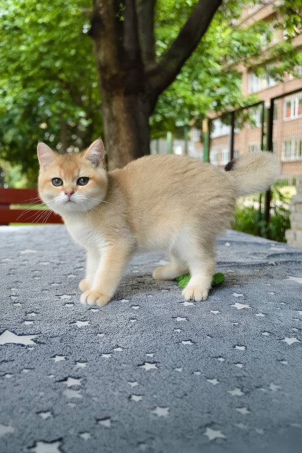 Barney | British Shorthair Kitten