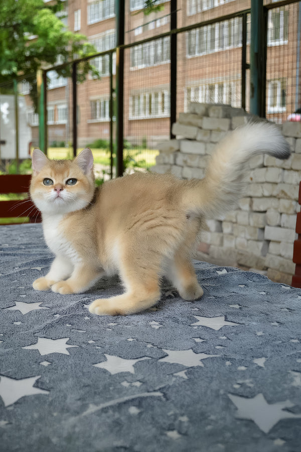 Barney | British Shorthair Kitten