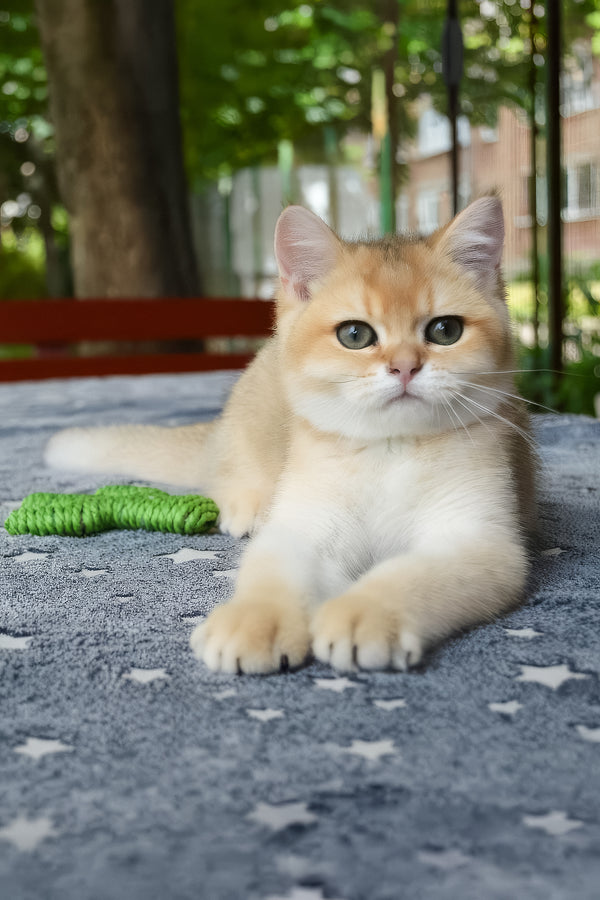 Barney | British Shorthair Kitten