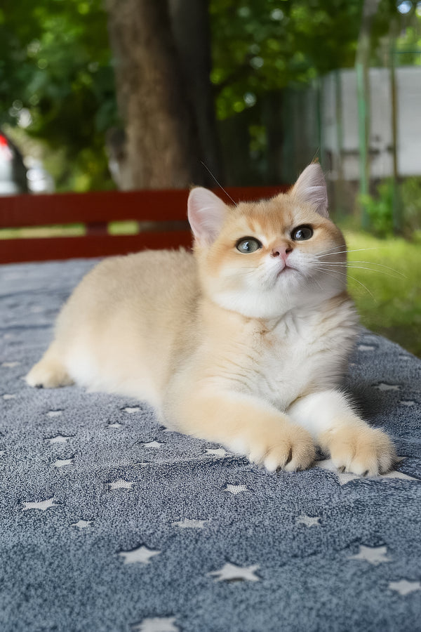 Barney | British Shorthair Kitten