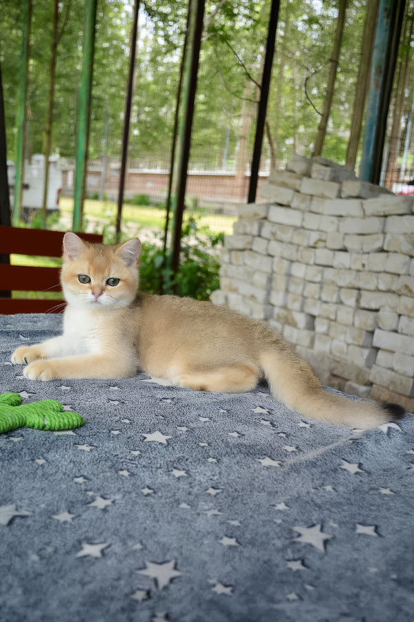 Barney | British Shorthair Kitten