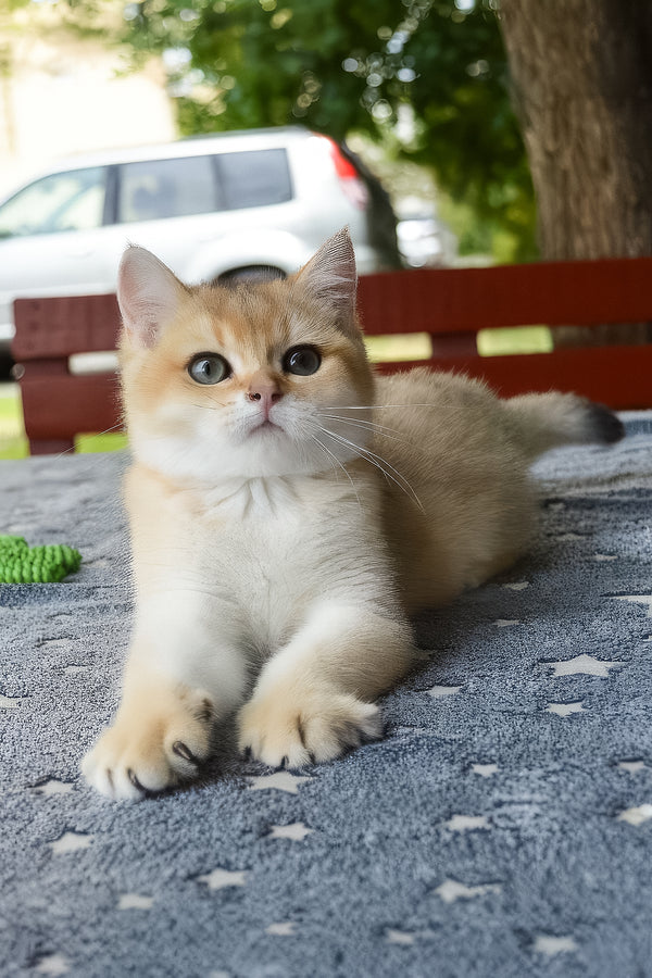 Barney | British Shorthair Kitten
