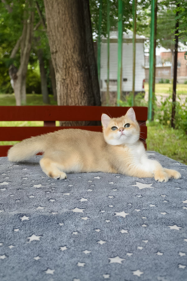 Barney | British Shorthair Kitten