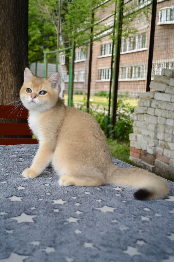 Barney | British Shorthair Kitten