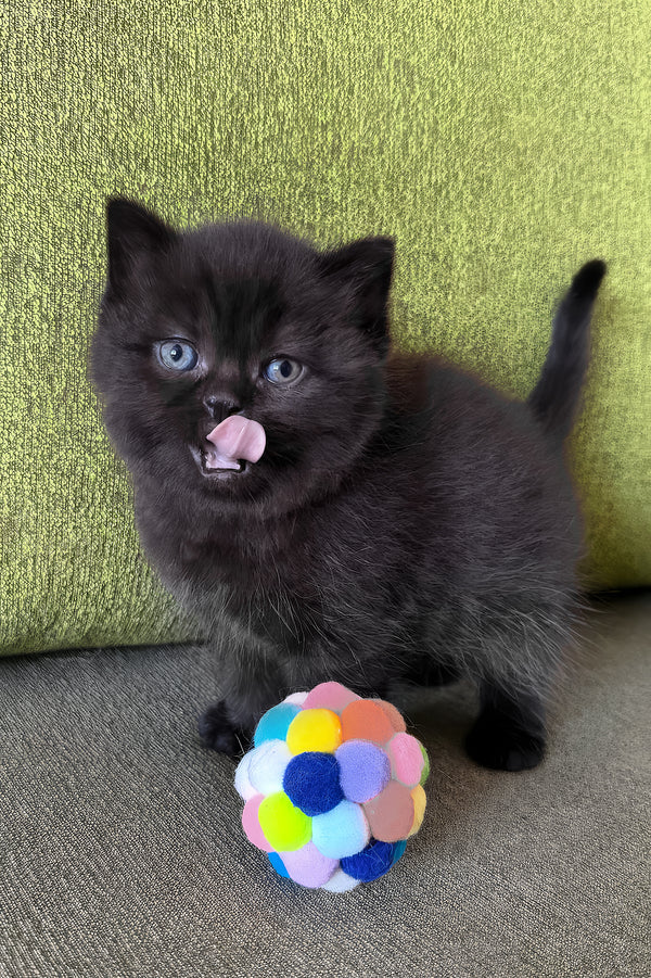 Barny | Scottish Straight Kitten