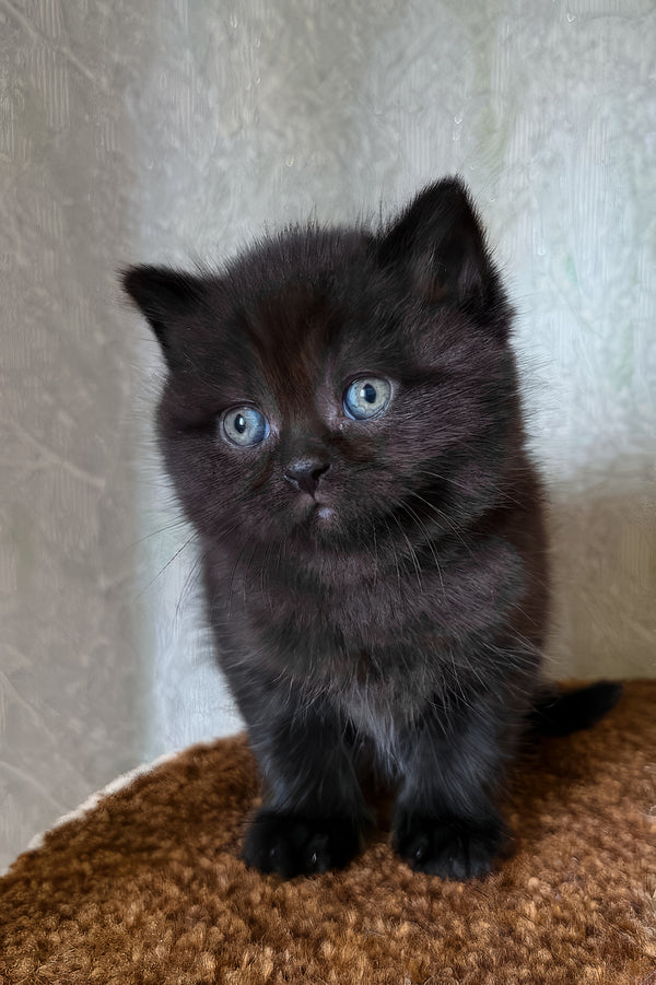 Barny | Scottish Straight Kitten