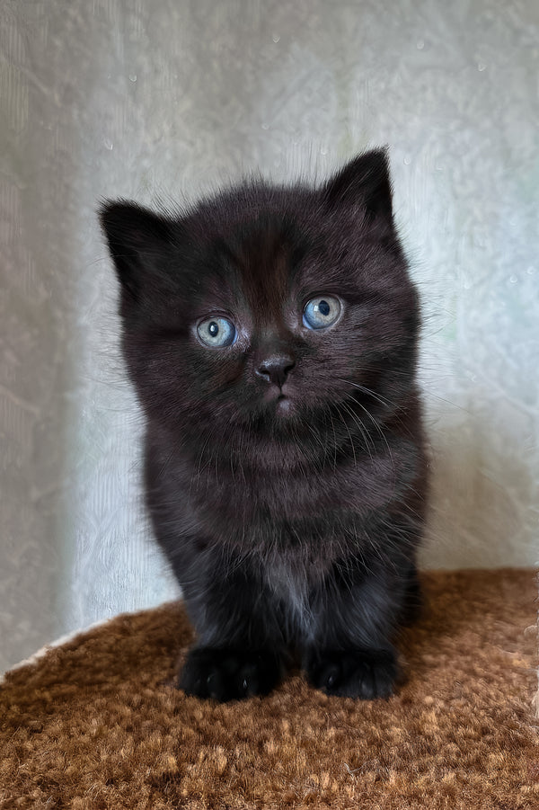 Barny | Scottish Straight Kitten