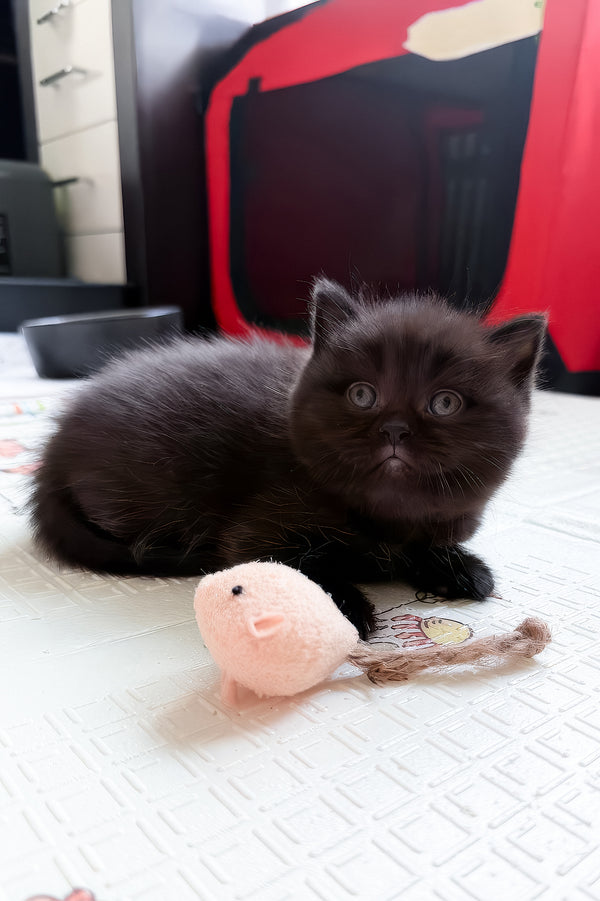 Barny | Scottish Straight Kitten
