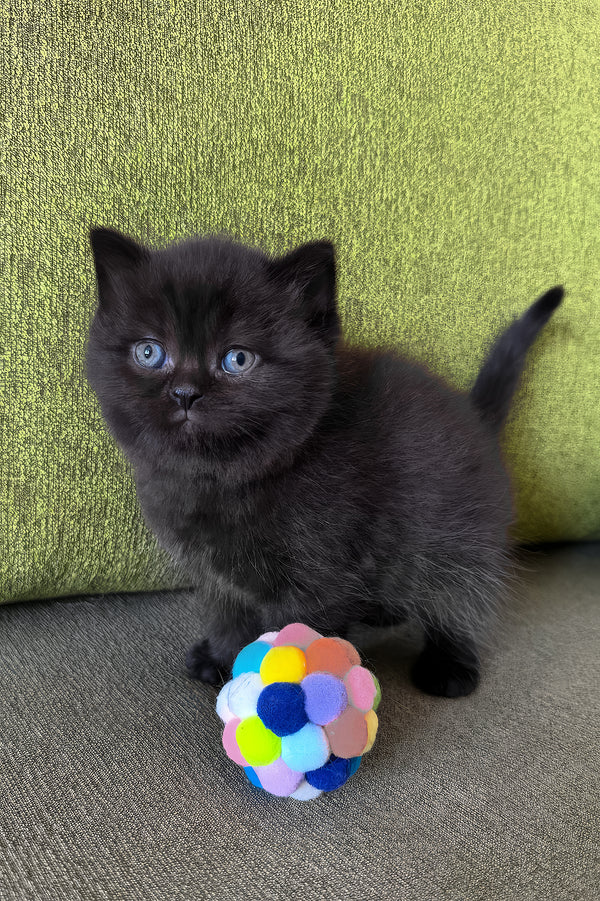 Barny | Scottish Straight Kitten