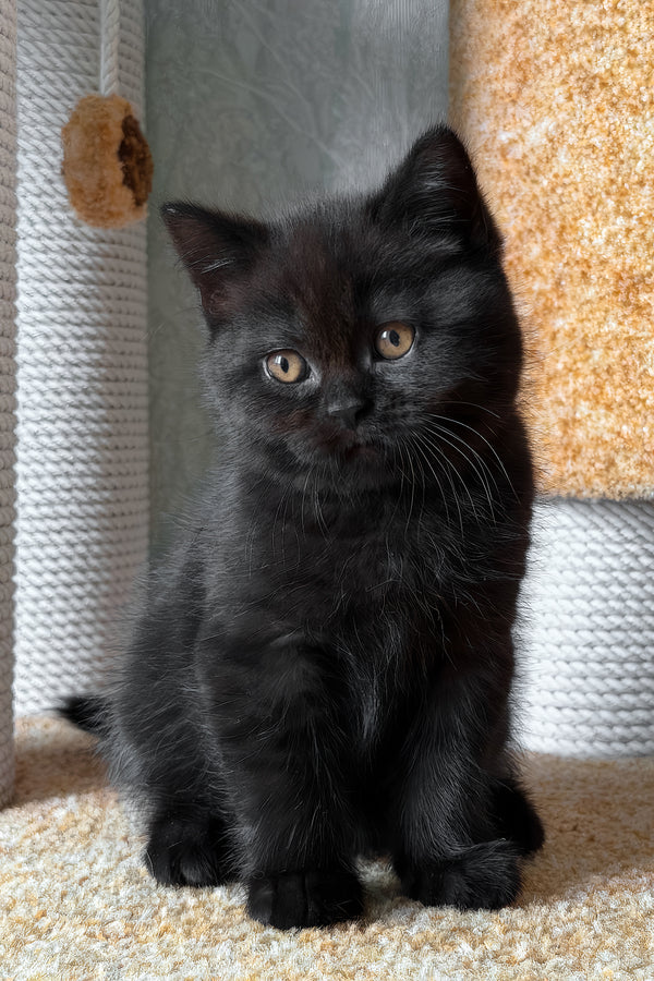 Barny | Scottish Straight Kitten