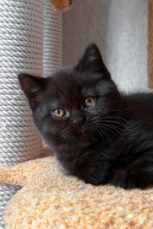 Barny | Scottish Straight Kitten