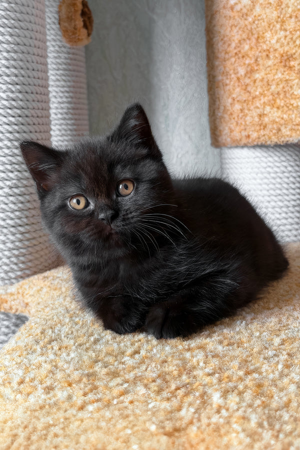 Barny | Scottish Straight Kitten
