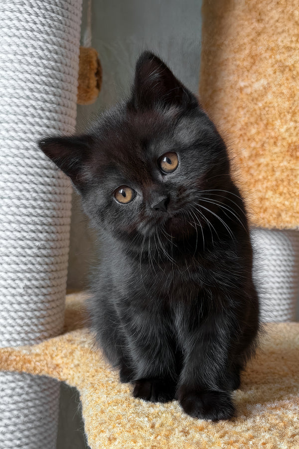 Barny | Scottish Straight Kitten