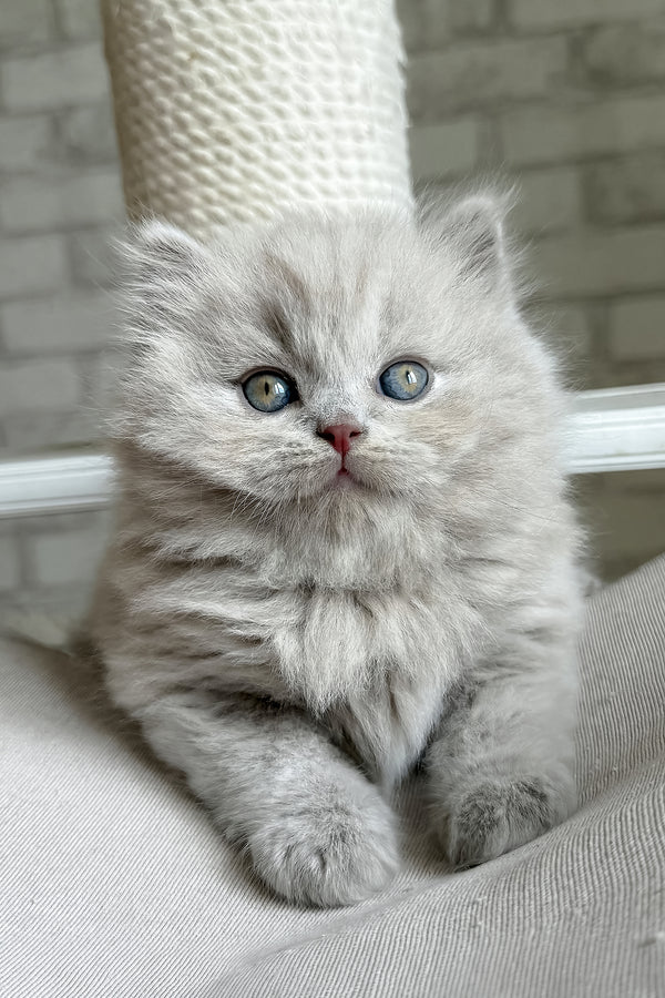 Baron | British Longhair Kitten