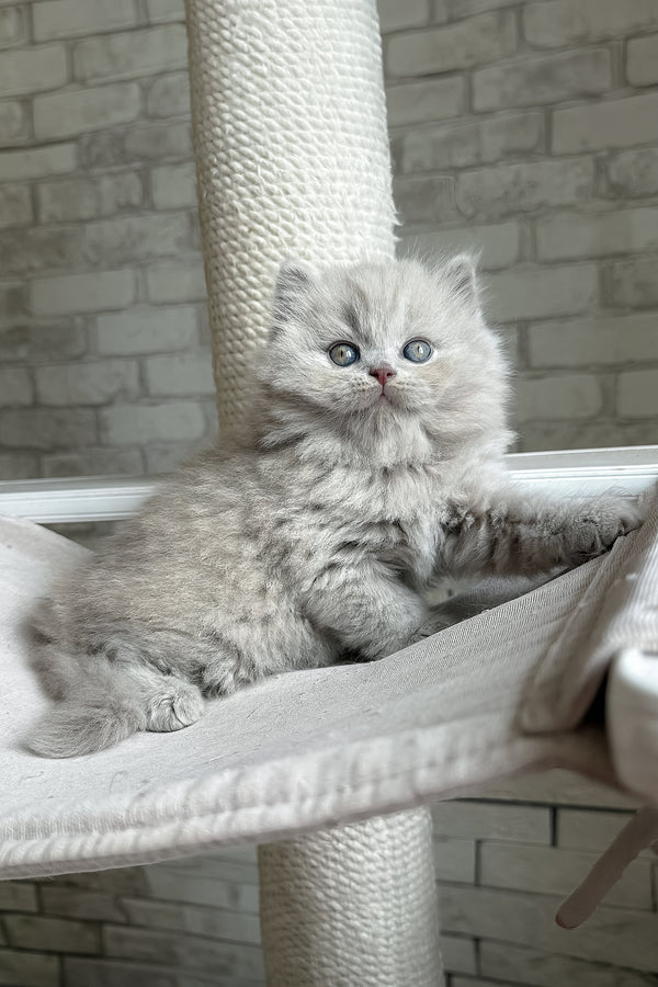Baron | British Longhair Kitten