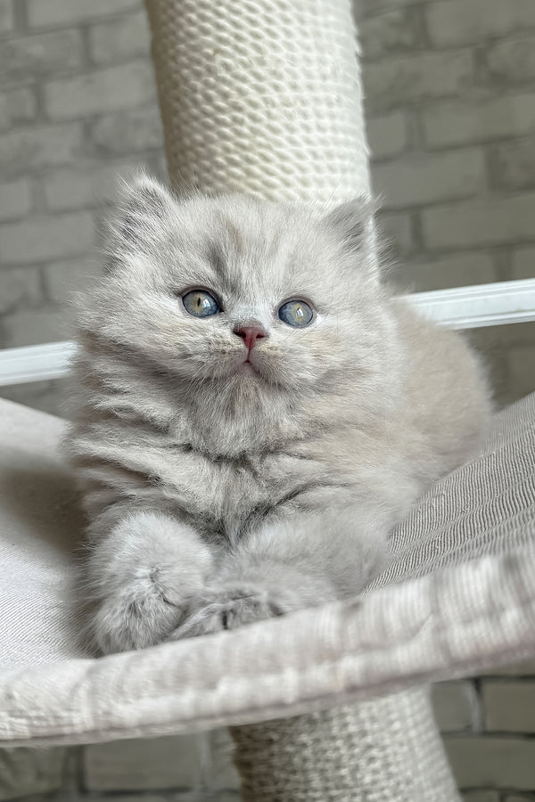 Baron | British Longhair Kitten