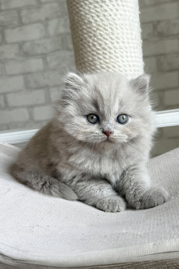 Baron | British Longhair Kitten