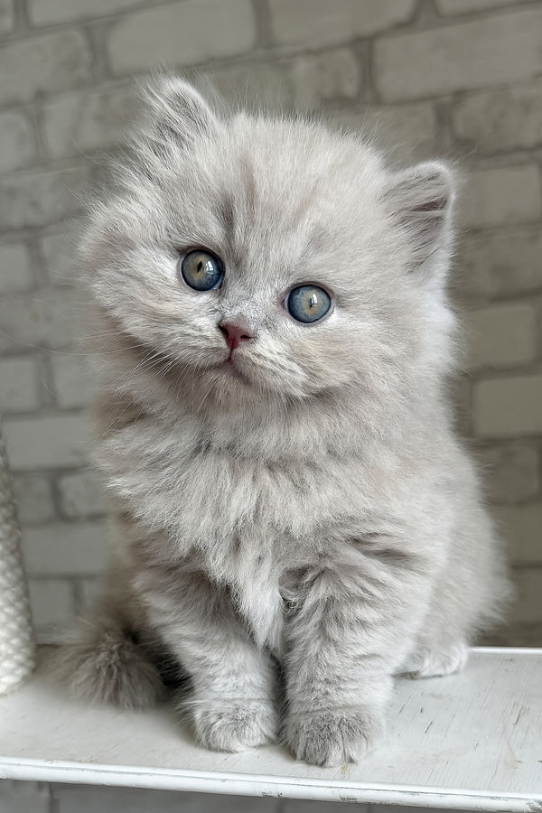 Baron | British Longhair Kitten