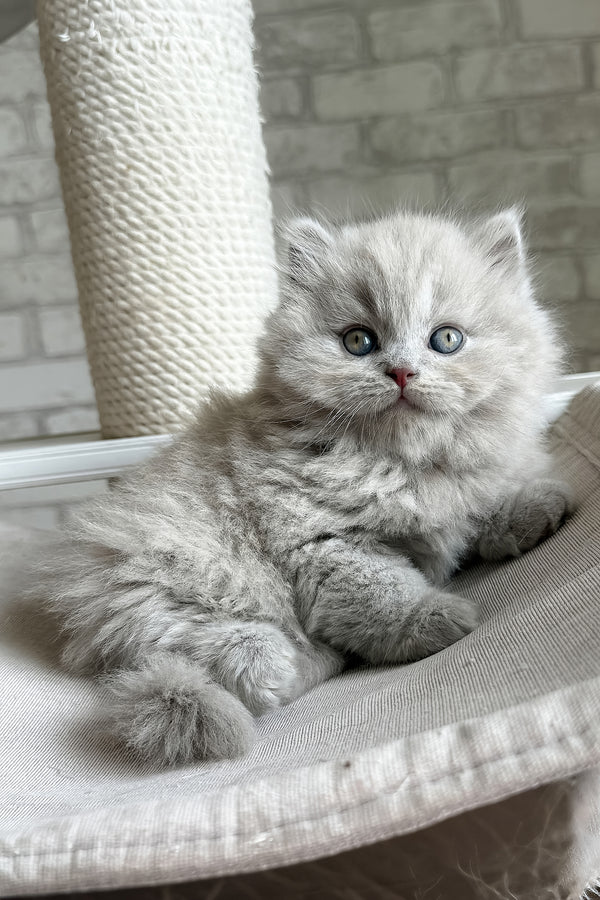 Baron | British Longhair Kitten
