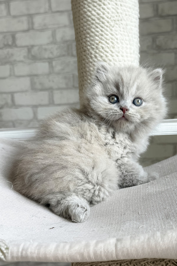 Baron | British Longhair Kitten