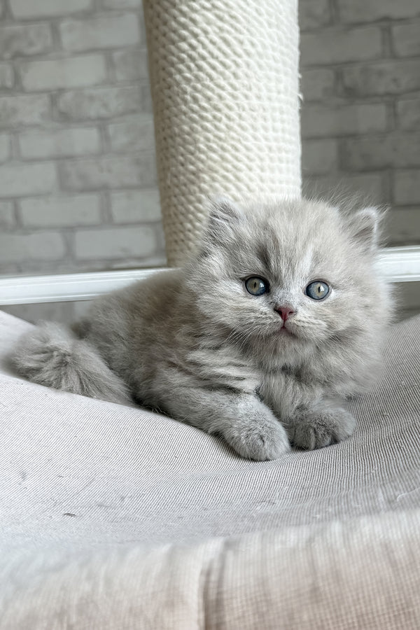 Baron | British Longhair Kitten