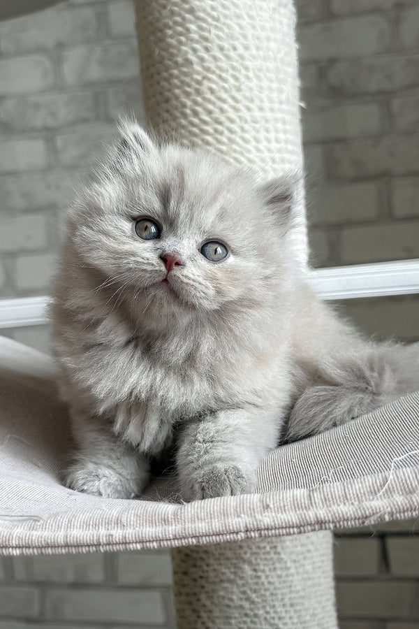 Baron | British Longhair Kitten