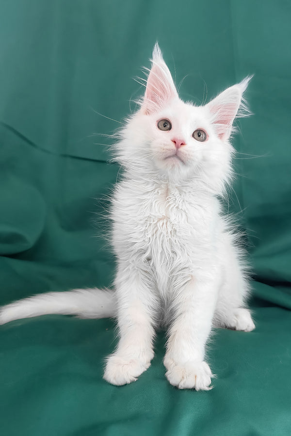 Brandon | Maine Coon Kitten