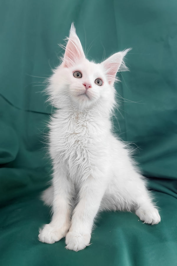 Brandon | Maine Coon Kitten