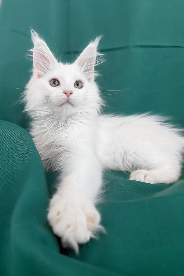 Brandon | Maine Coon Kitten
