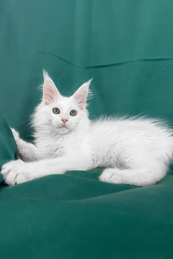 Brandon | Maine Coon Kitten