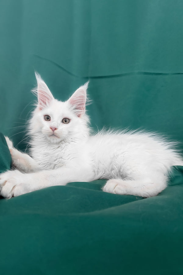 Brandon | Maine Coon Kitten