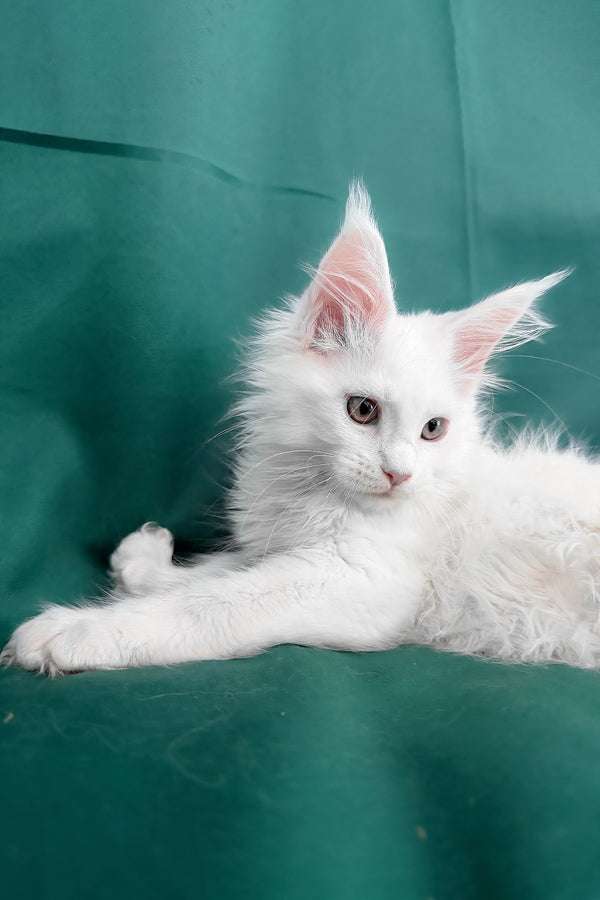 Brandon | Maine Coon Kitten