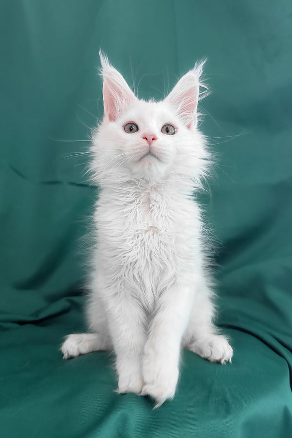 Brandon | Maine Coon Kitten
