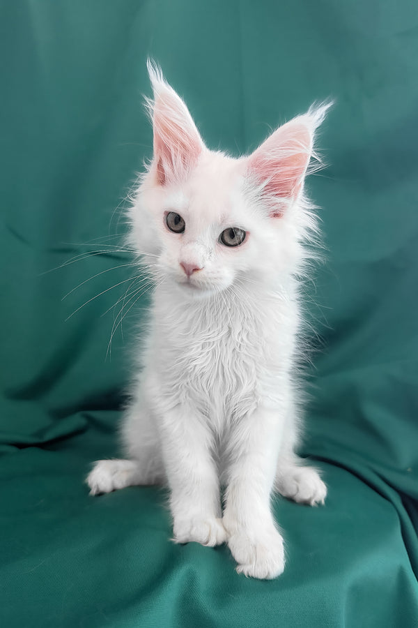 Brandon | Maine Coon Kitten
