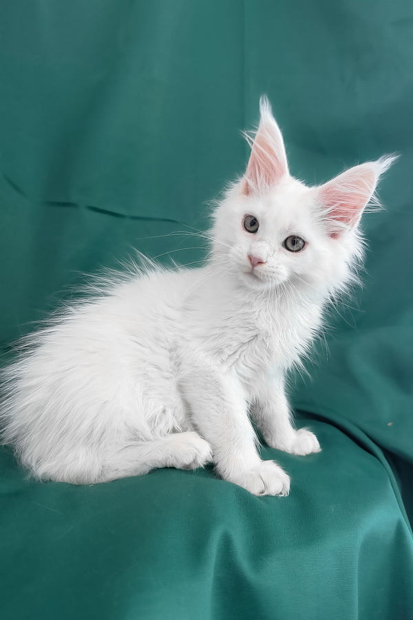 Brandon | Maine Coon Kitten
