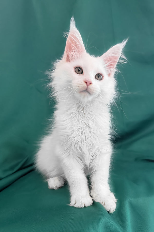 Brandon | Maine Coon Kitten