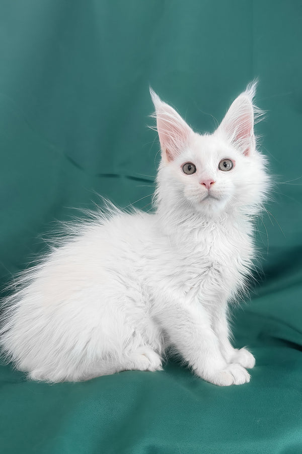 Brandon | Maine Coon Kitten