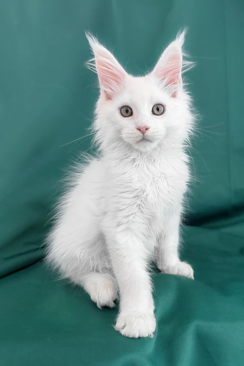 Brandon | Maine Coon Kitten