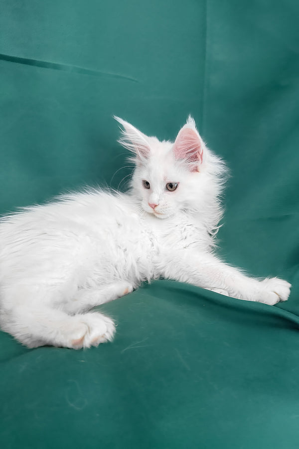 Brandon | Maine Coon Kitten