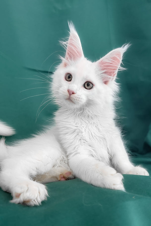 Brandon | Maine Coon Kitten