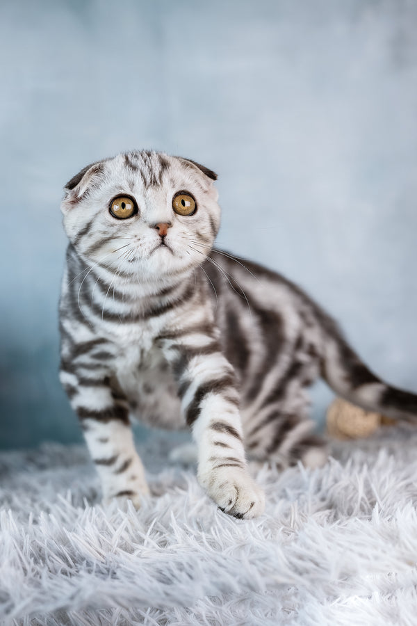 Baron | Scottish Fold Kitten