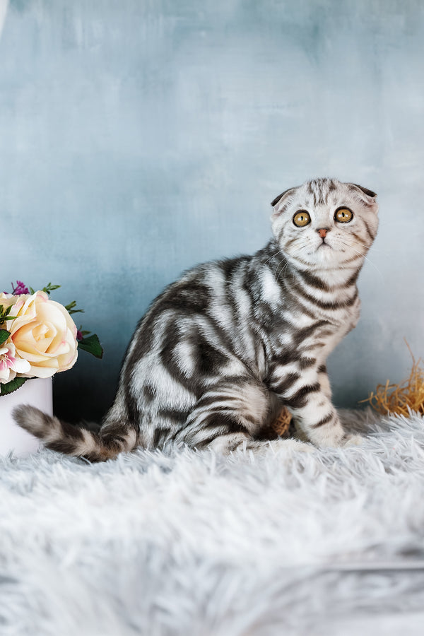 Baron | Scottish Fold Kitten