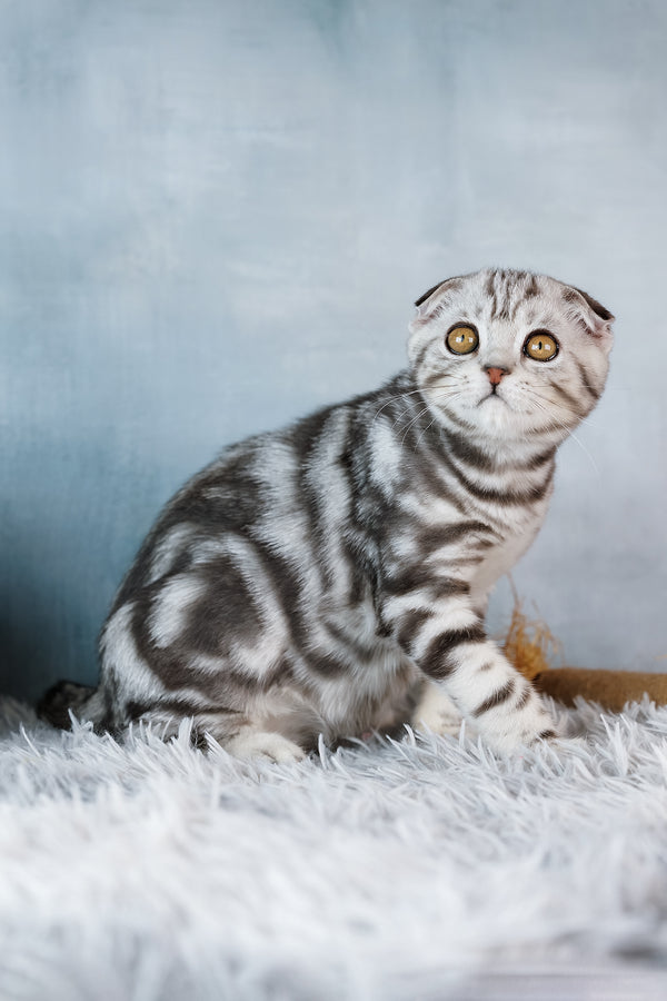 Baron | Scottish Fold Kitten