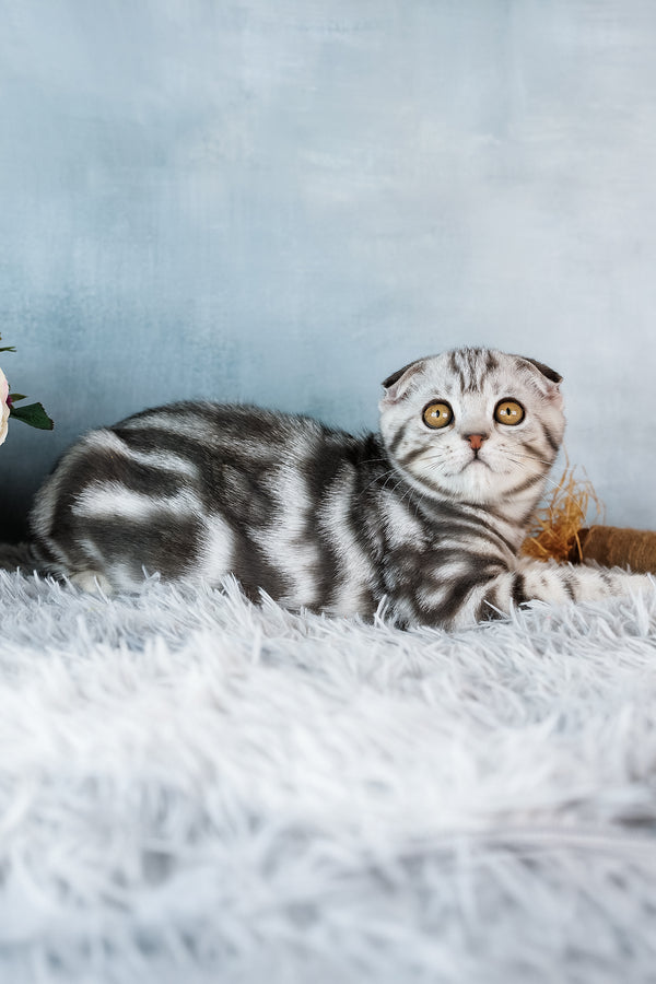 Baron | Scottish Fold Kitten
