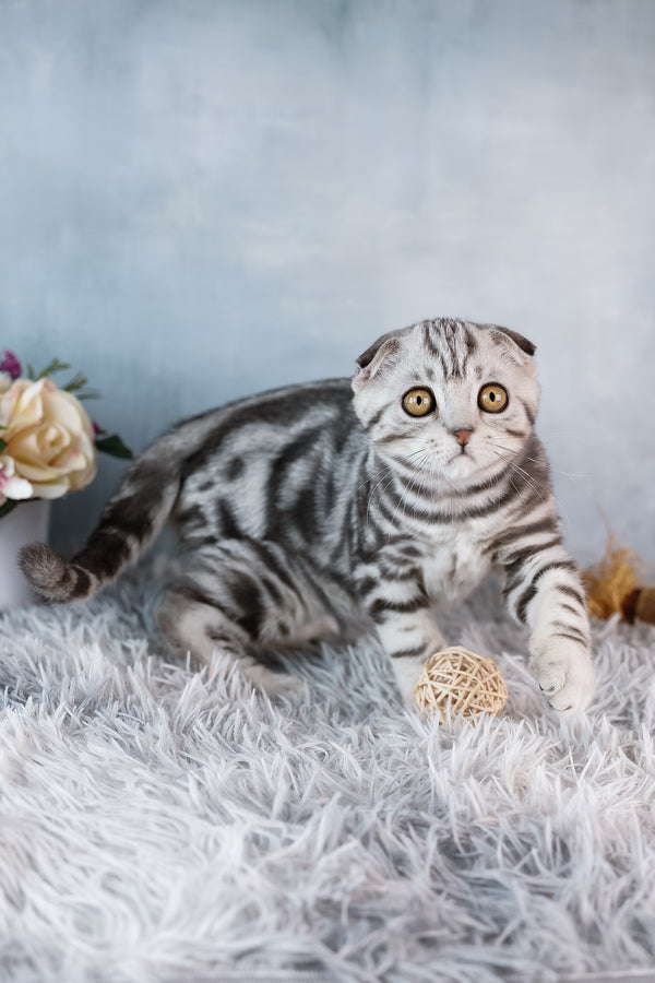 Baron | Scottish Fold Kitten