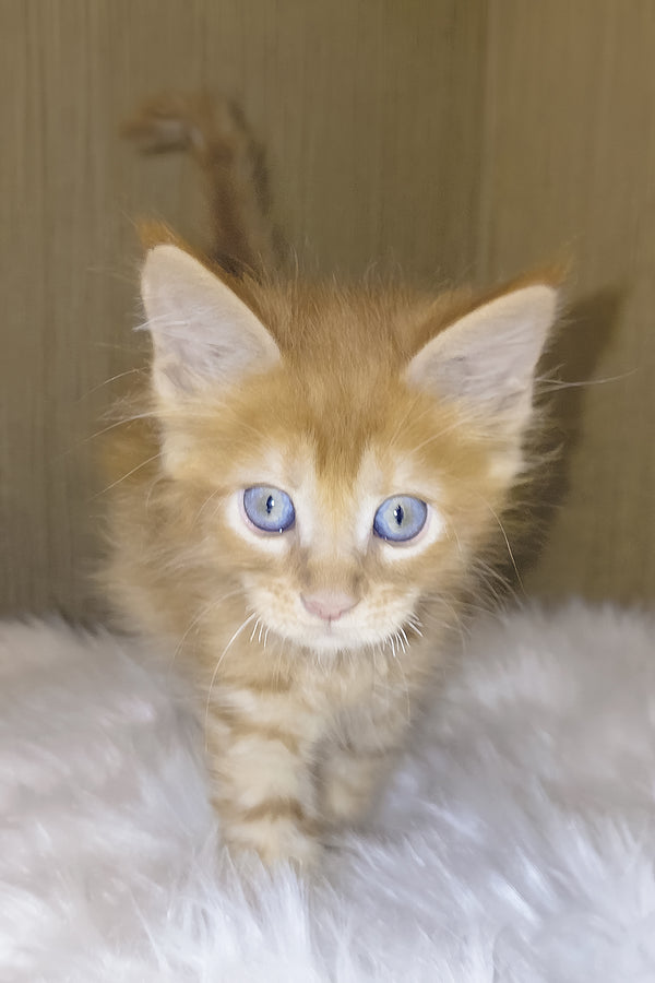 Baron | Maine Coon Kitten