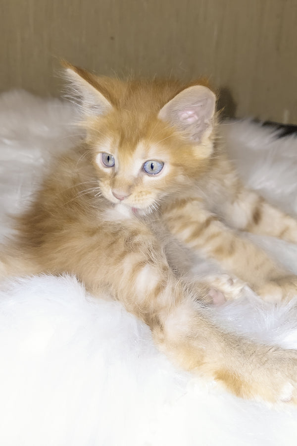 Baron | Maine Coon Kitten