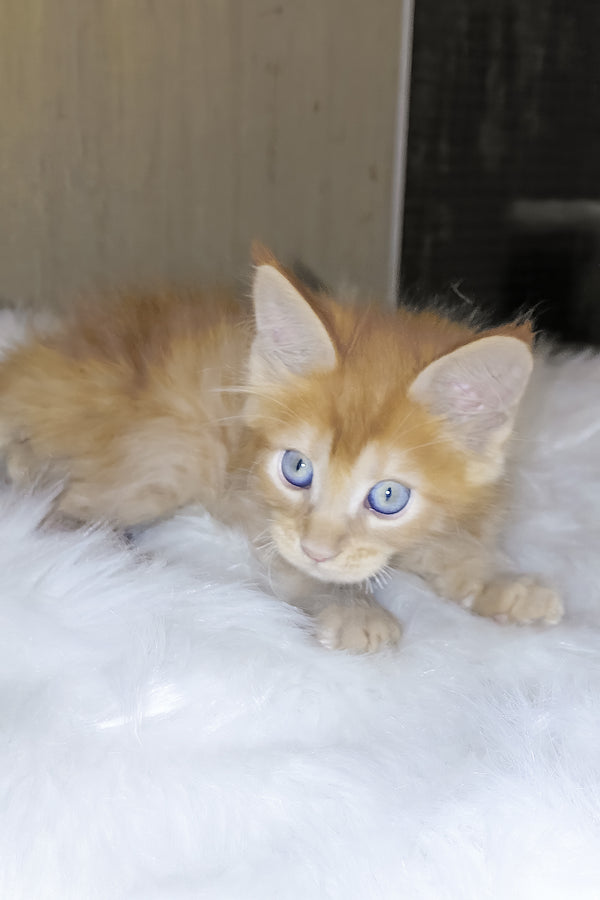 Baron | Maine Coon Kitten