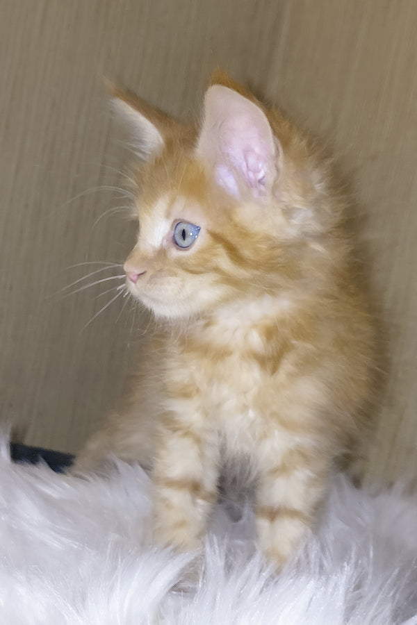 Baron | Maine Coon Kitten
